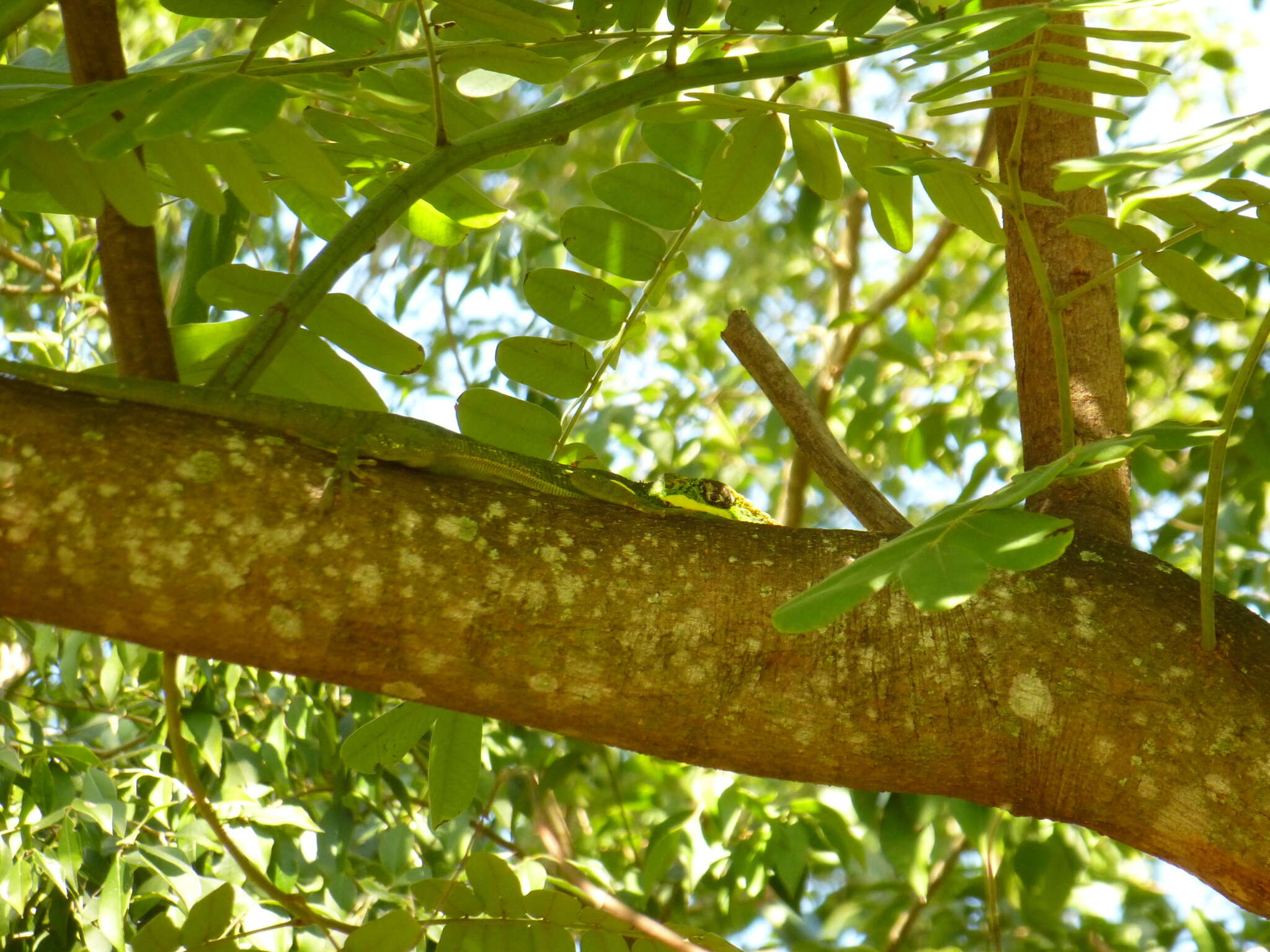 Image of Cuban Giant Anole