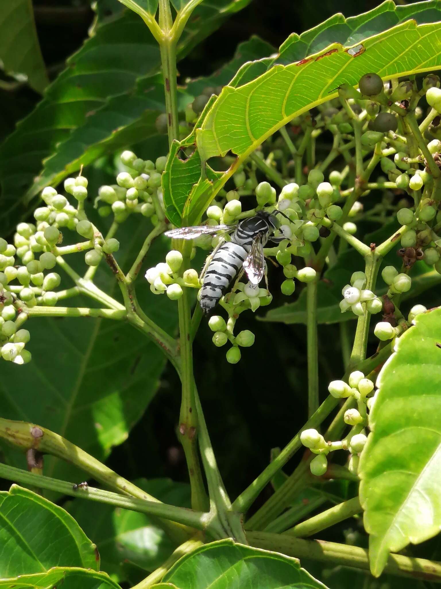 صورة Bembix melancholica F. Smith 1856