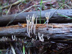 Image of Artomyces cristatus (Kauffman) Jülich 1982