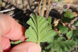 Image of Mediterranean stork's bill