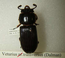 Image of Veturius transversus (Dalman 1817)