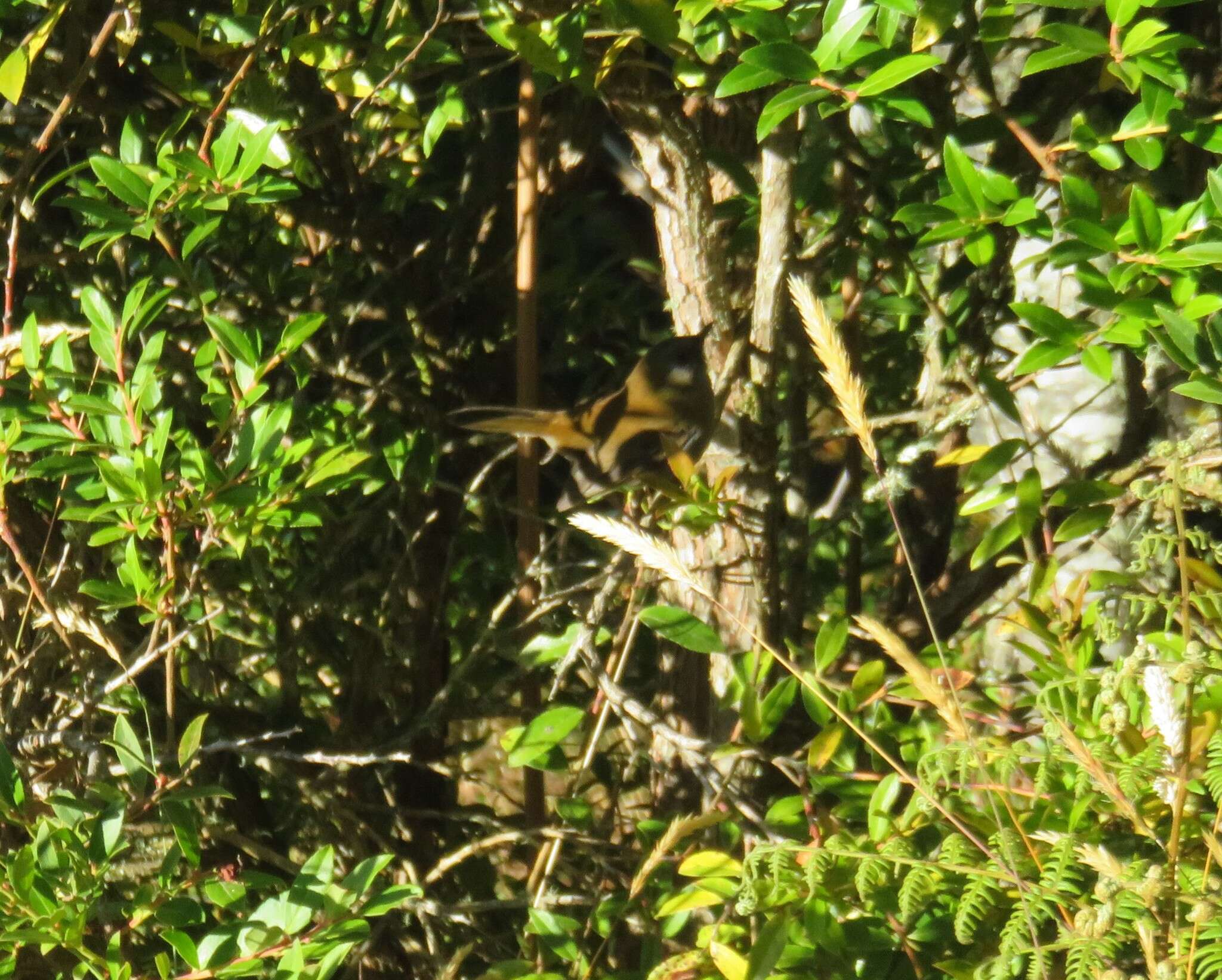 Image of Black-billed Nightingale-Thrush