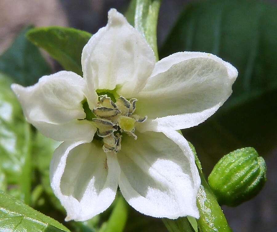 Image of cayenne pepper