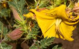 Image of buffalobur nightshade