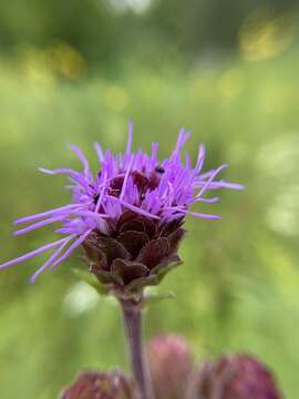 Image of Nieuwland's blazing star