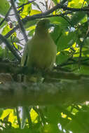 Image of Pin-tailed Green Pigeon