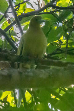 Image of Pin-tailed Green Pigeon