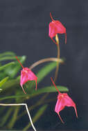 Masdevallia barlaeana Rchb. fil.的圖片