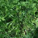 Image of tall bearded fescue