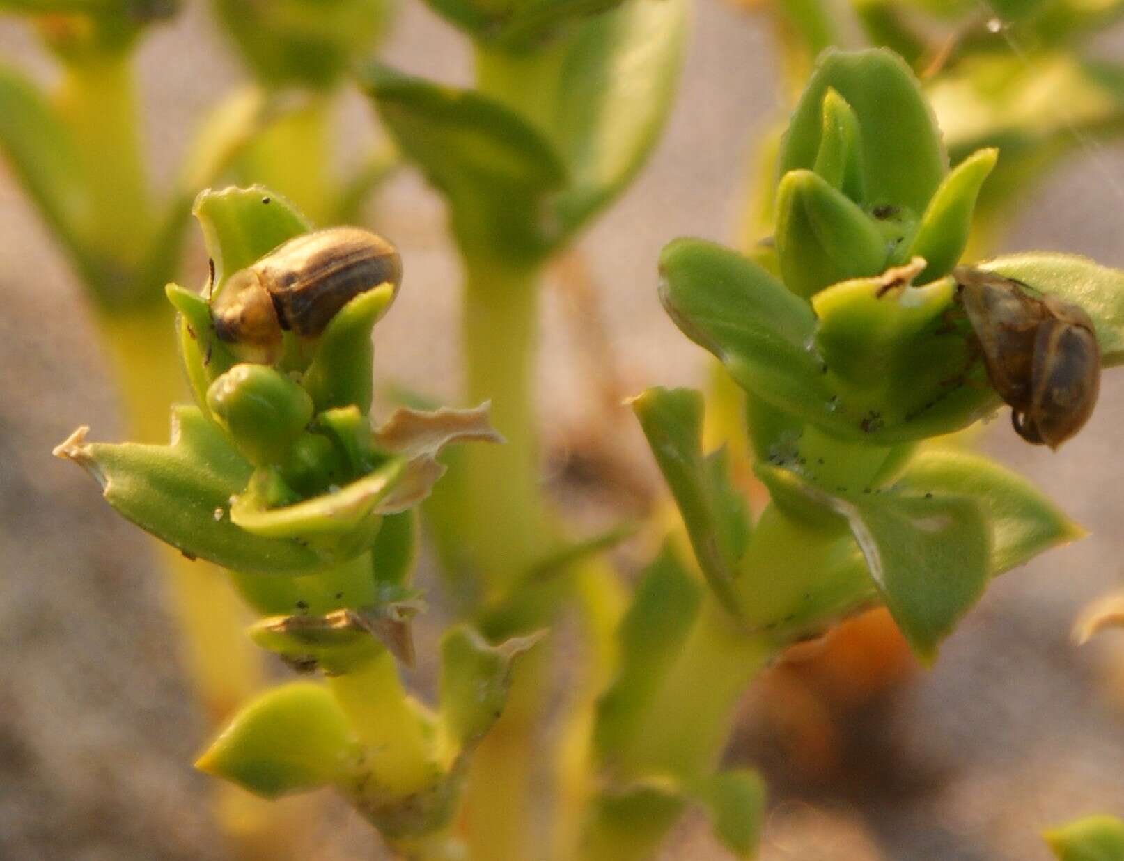 Image of Pale Tortoise Beetle