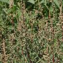 Atriplex wrightii S. Wats. resmi