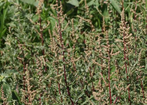 Atriplex wrightii S. Wats.的圖片