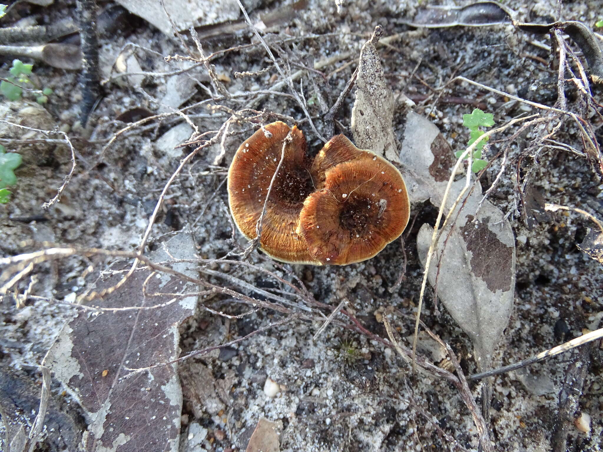 Image of Coltricia australica L. W. Zhou, Tedersoo & Y. C. Dai 2013