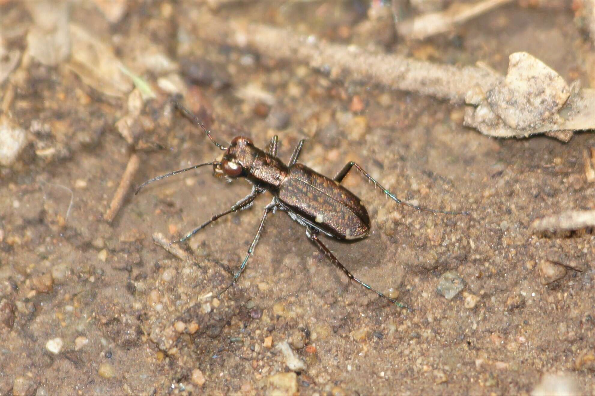 Plancia ëd Brasiella (Brasiella) viridisticta (Bates 1881)