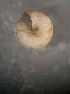 صورة <i>Euconulus trochulus</i>