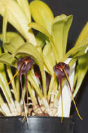 Image of Masdevallia rolfeana Kraenzl.