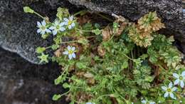 Image de Ivesia arizonica var. saxosa (T. S. Brandegee) B. Ertter