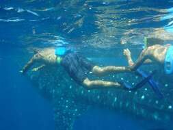 Image of whale sharks