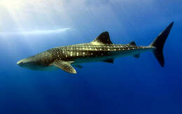 Image of whale sharks