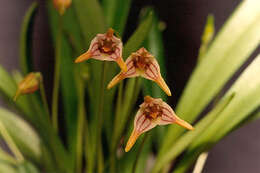 Plancia ëd Masdevallia striatella Rchb. fil.