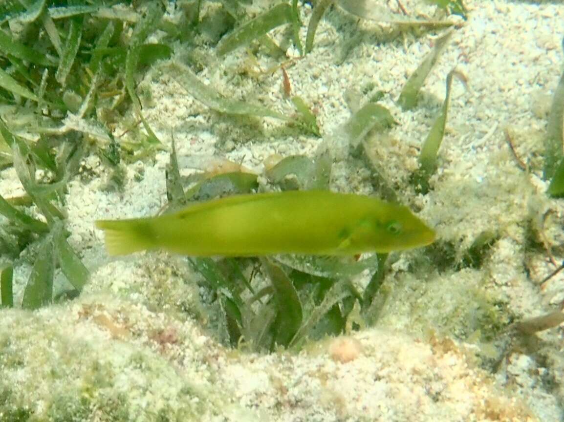 Image of Black-ear wrasse