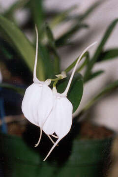 Image of Masdevallia tovarensis Rchb. fil.