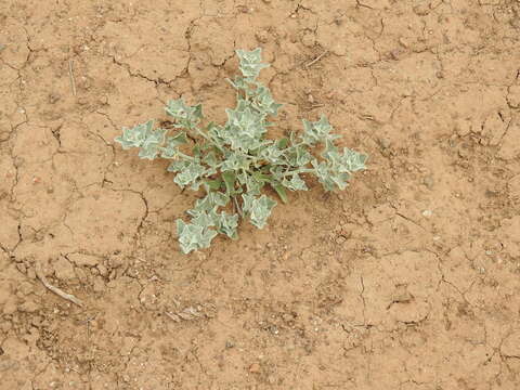 Chenopodium incanum (S Wats.) Heller的圖片