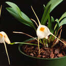 Image of Masdevallia constricta Poepp. & Endl.