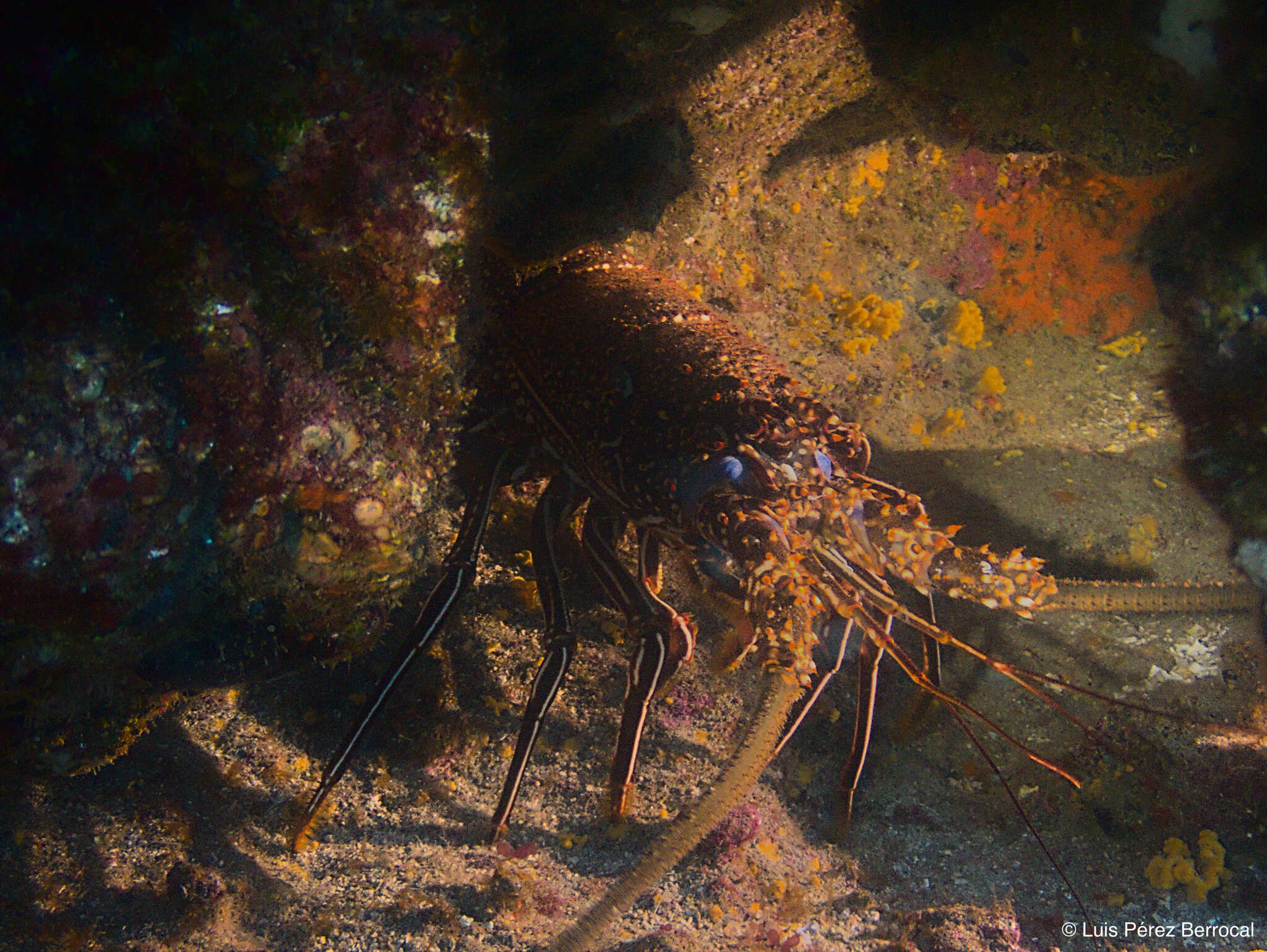 Image of Brown Spiny Lobster