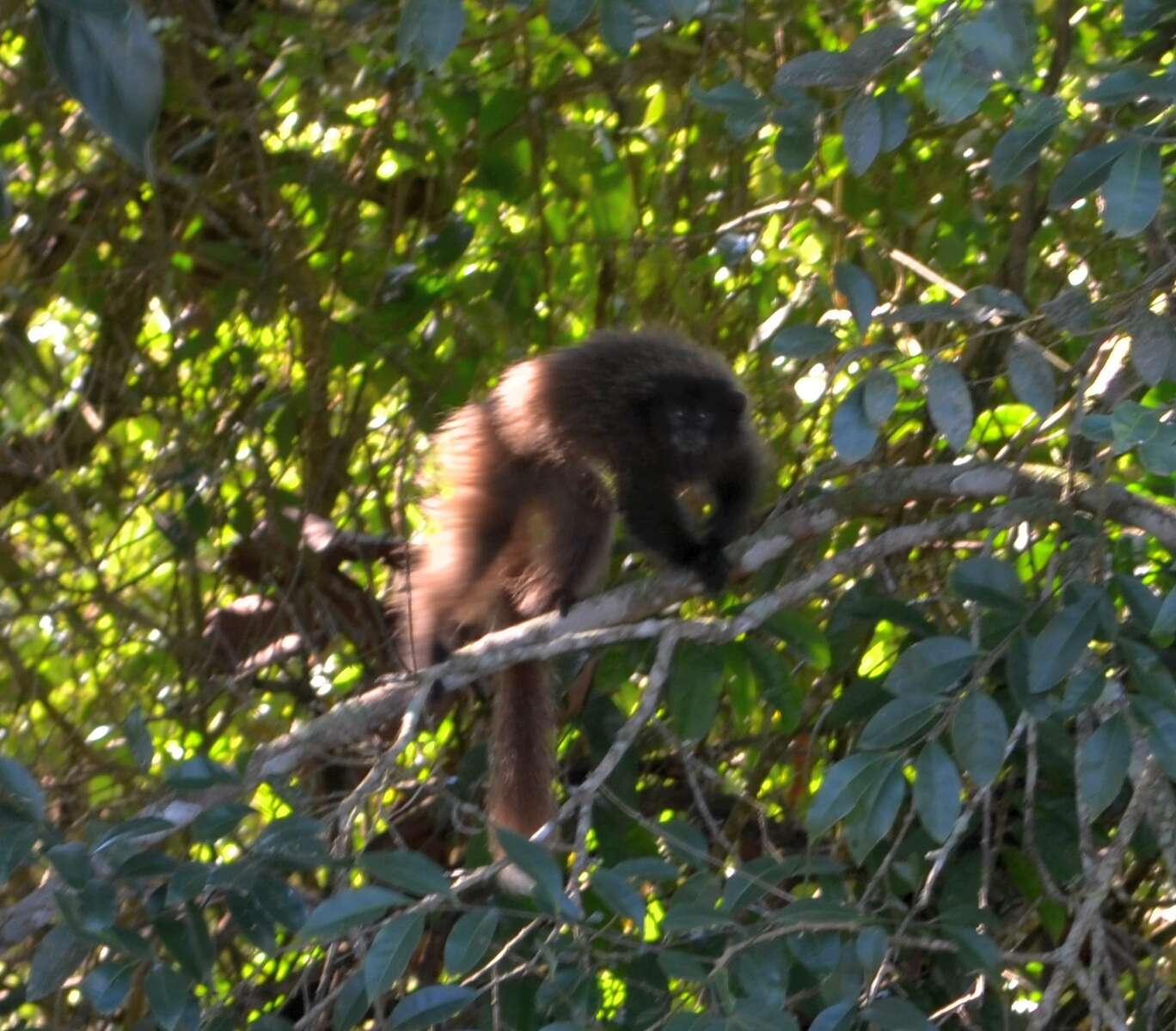 Image of Black-fronted Titi Monkey