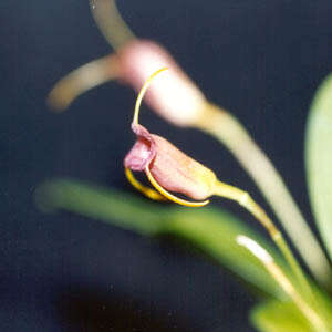 Image of Masdevallia ventricularia Rchb. fil.