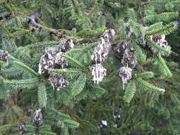 Image of Oyamel Fir