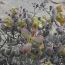 Plancia ëd Ruschianthemum gigas (Dinter) Friedrich