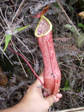 Image of Nepenthes eustachya Miq.