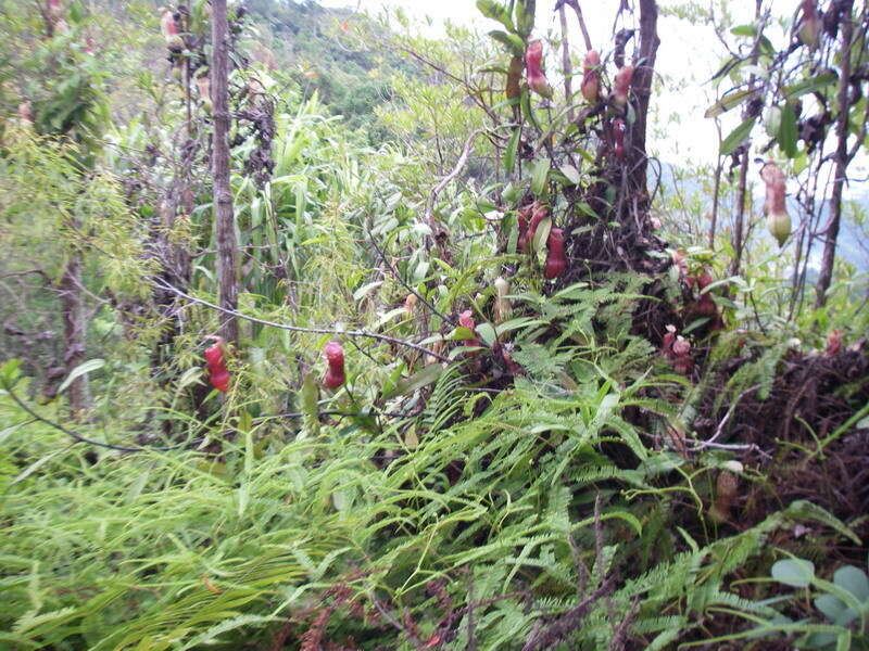 Image of Nepenthes eustachya Miq.