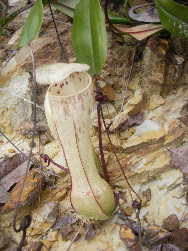 Image of Nepenthes eustachya Miq.