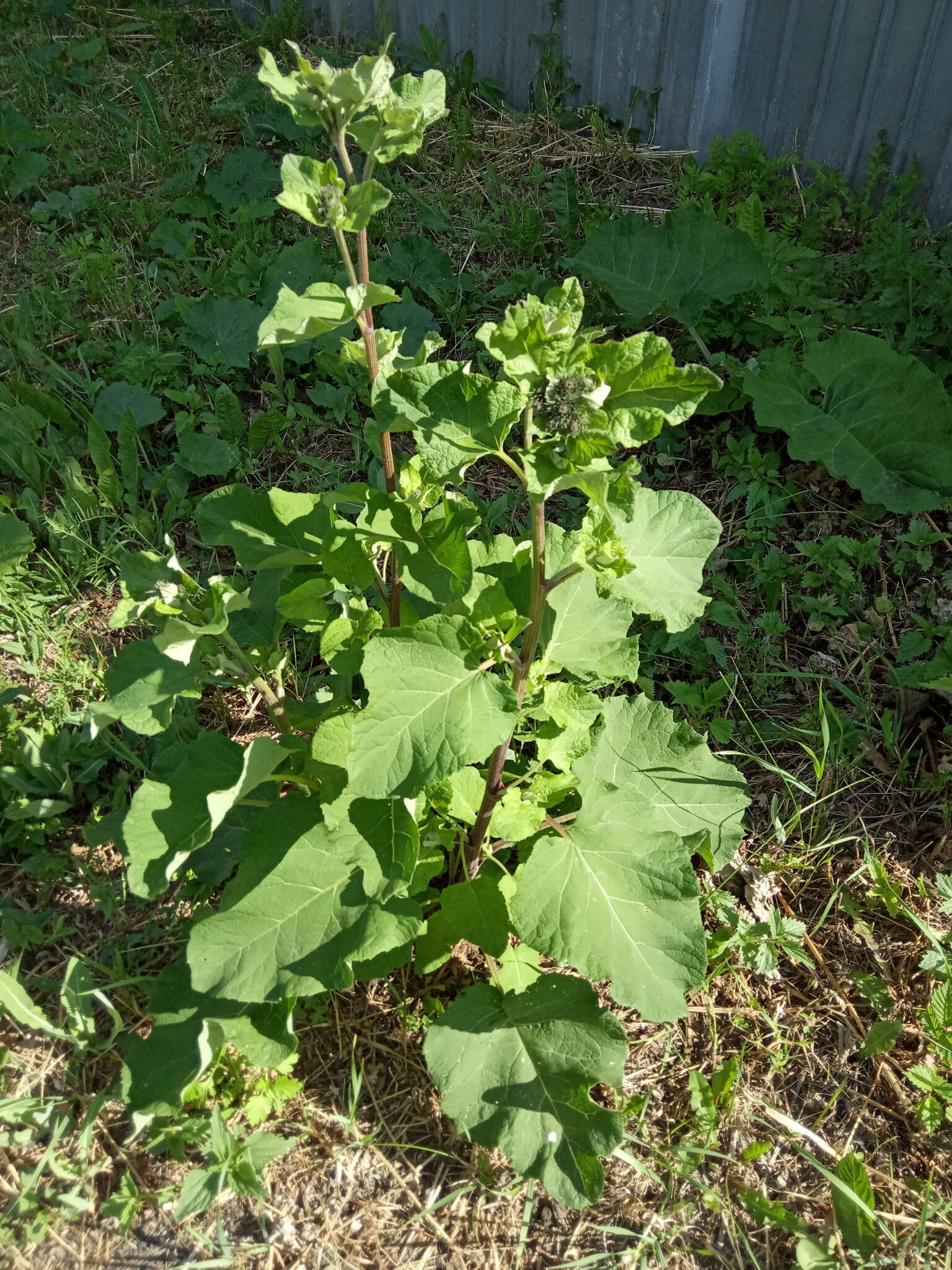 Image of Arctium ambiguum (Celak.) Nym.