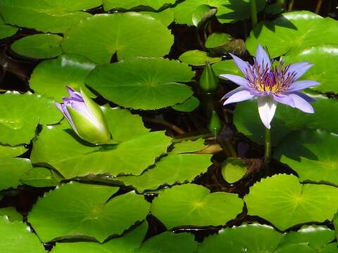 Image of Nymphaea nouchali var. zanzibariensis (Casp.) B. Verdcourt