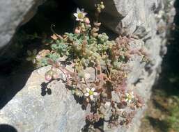 Imagem de Sedum dasyphyllum L.