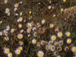 Image of Helichrysum wilmsii Moeser