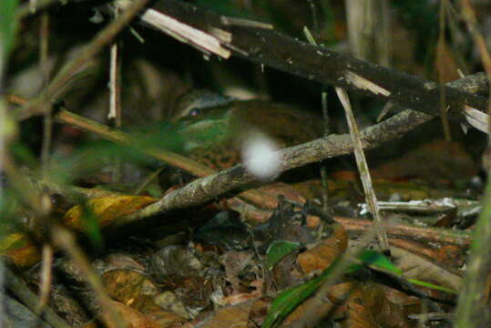 Image of Eared Pitta