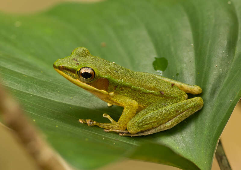 Image of Chalcorana eschatia (Inger, Stuart & Iskandar 2009)