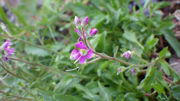 Image of Veronica schmidtiana Regel