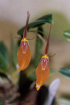 Image of Orchid