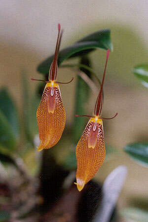 Plancia ëd Restrepia elegans H. Karst.