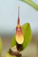 Image of Hairy tongued Restrepia