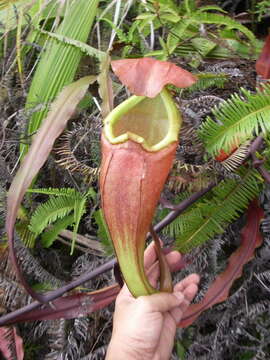 Image of Nepenthes sumatrana (Miq.) G. Beck