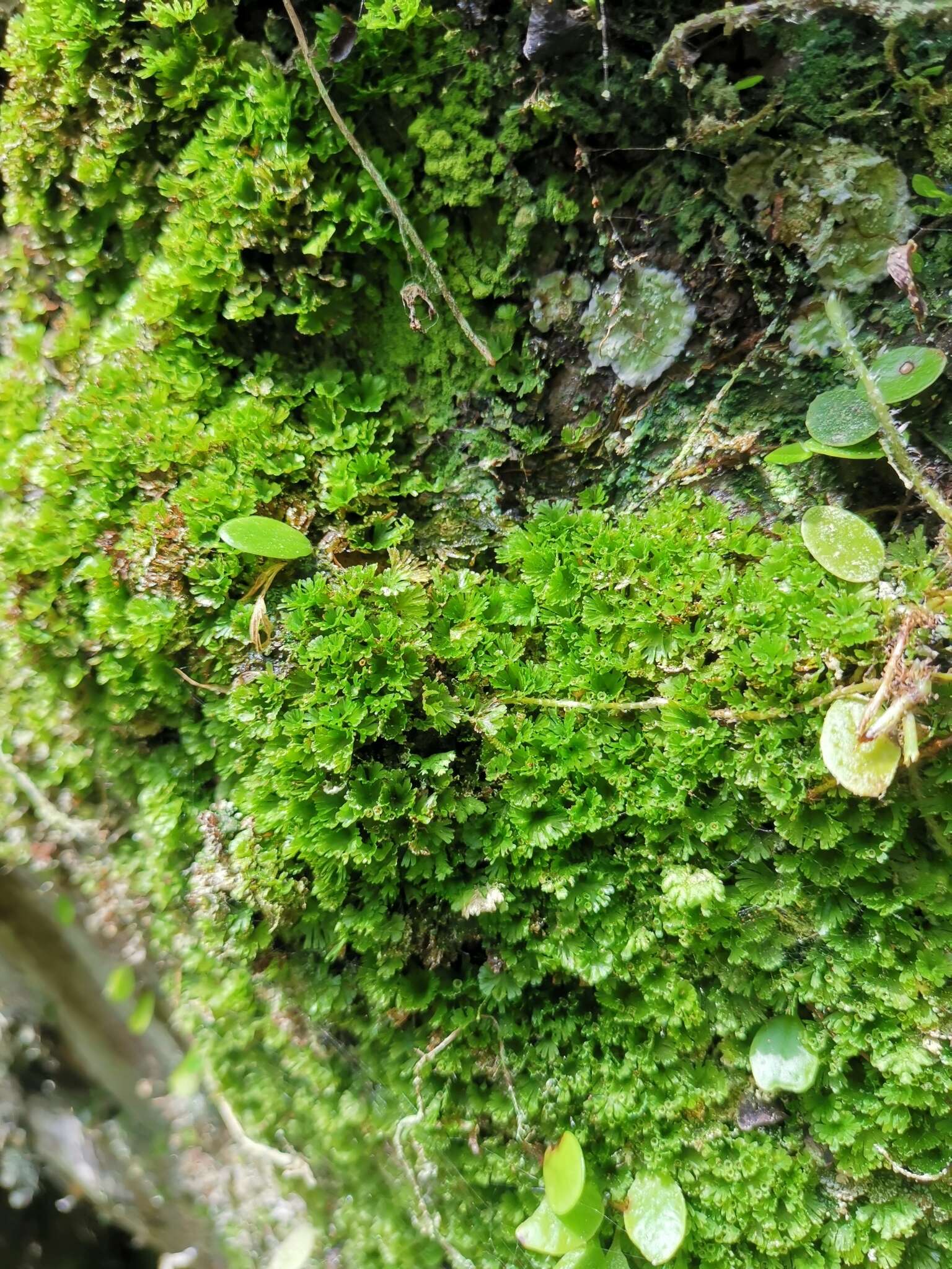 Image of tiny bristle fern