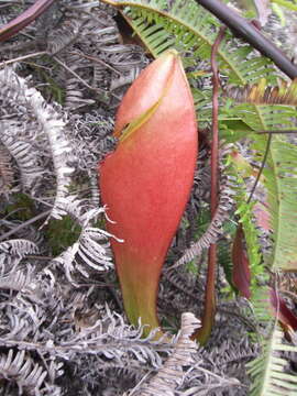 Image of Nepenthes sumatrana (Miq.) G. Beck