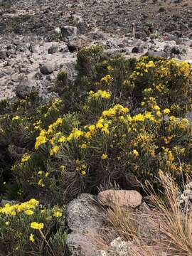 Image of Euryops dacrydioides Oliv.